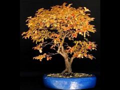 149 BONZAI A MAULEVRIER 2016_000035
